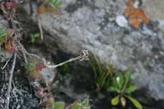 Delosperma patersoniae