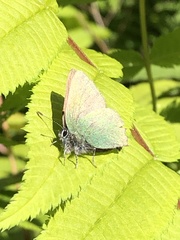 Callophrys rubi