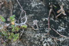 Delosperma patersoniae