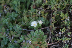 Delosperma patersoniae