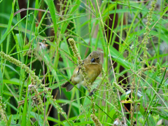 Sporophila intermedia
