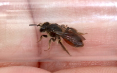 Andrena labiata