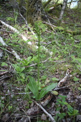 Platanthera bifolia