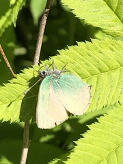 Callophrys rubi