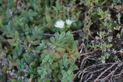 Delosperma patersoniae