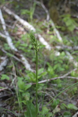 Platanthera bifolia