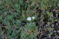 Delosperma patersoniae