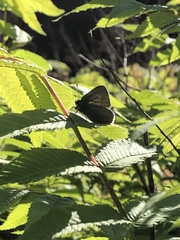 Callophrys rubi