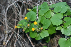 Senecio quinquelobus