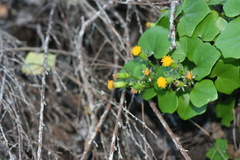 Senecio quinquelobus
