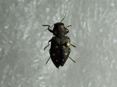 Phaenops guttulata
