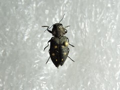 Phaenops guttulata