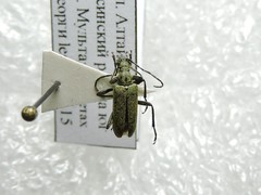 Acmaeops