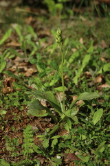 Platanthera bifolia