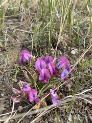 Oxytropis leptophylla