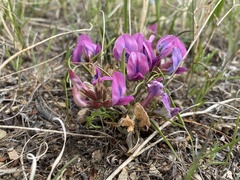 Oxytropis leptophylla