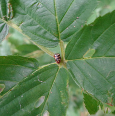 Cryptocephalus badius