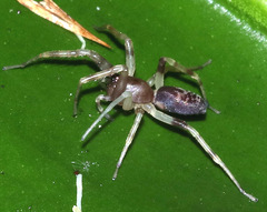 Battalus