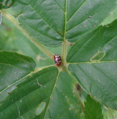 Cryptocephalus badius