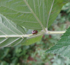 Cryptocephalus badius