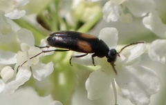 Anaspis fasciata