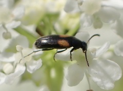 Anaspis fasciata