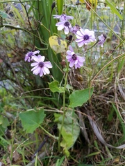 Pericallis