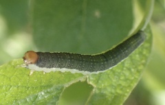 Euura longiserra