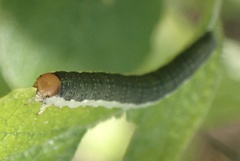 Euura longiserra