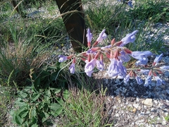 Salvia ringens