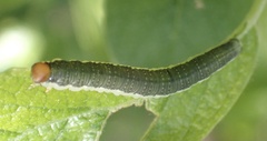 Euura longiserra