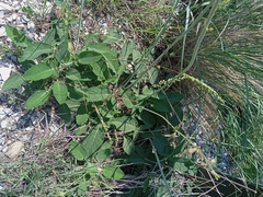 Salvia ringens