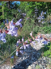 Salvia ringens