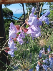 Salvia ringens