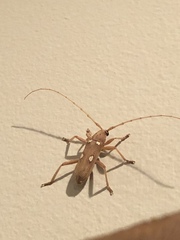 Eburia quadrigeminata