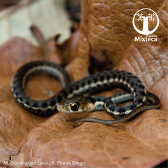 Thamnophis chrysocephalus