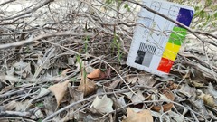 Pterostylis dolichochila