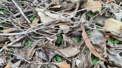 Pterostylis dolichochila