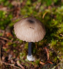 Entoloma albidocoeruleum