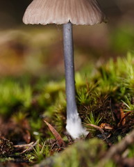 Entoloma albidocoeruleum