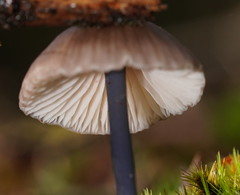 Entoloma albidocoeruleum