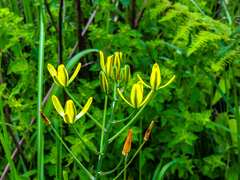 Albuca rupestris