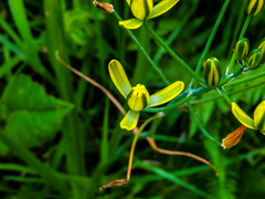 Albuca rupestris