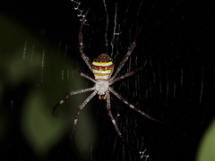 Argiope versicolor