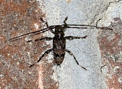 Graphisurus fasciatus