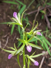 Nervilia concolor