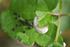 Monophadnus spinolae