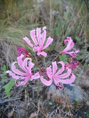 Nerine humilis