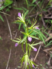 Nervilia concolor