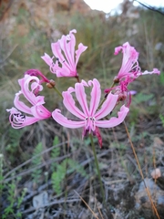 Nerine humilis